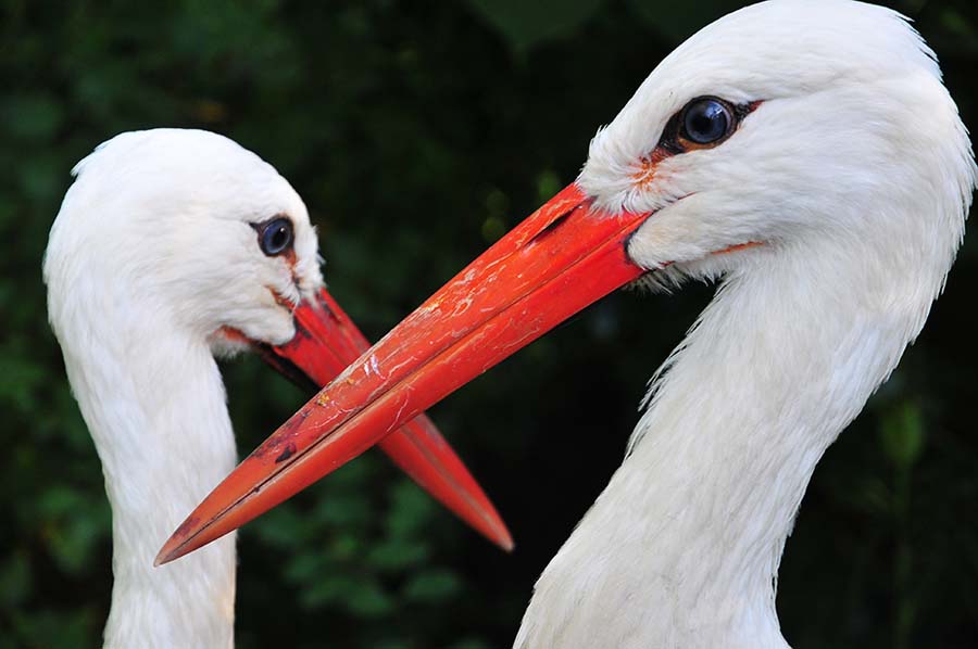 Weißstörche, Zoo Duisburg, Deutschland 2010.